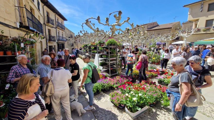 Este sábado llegará a Elciego la XIII feria de la flor y la huerta