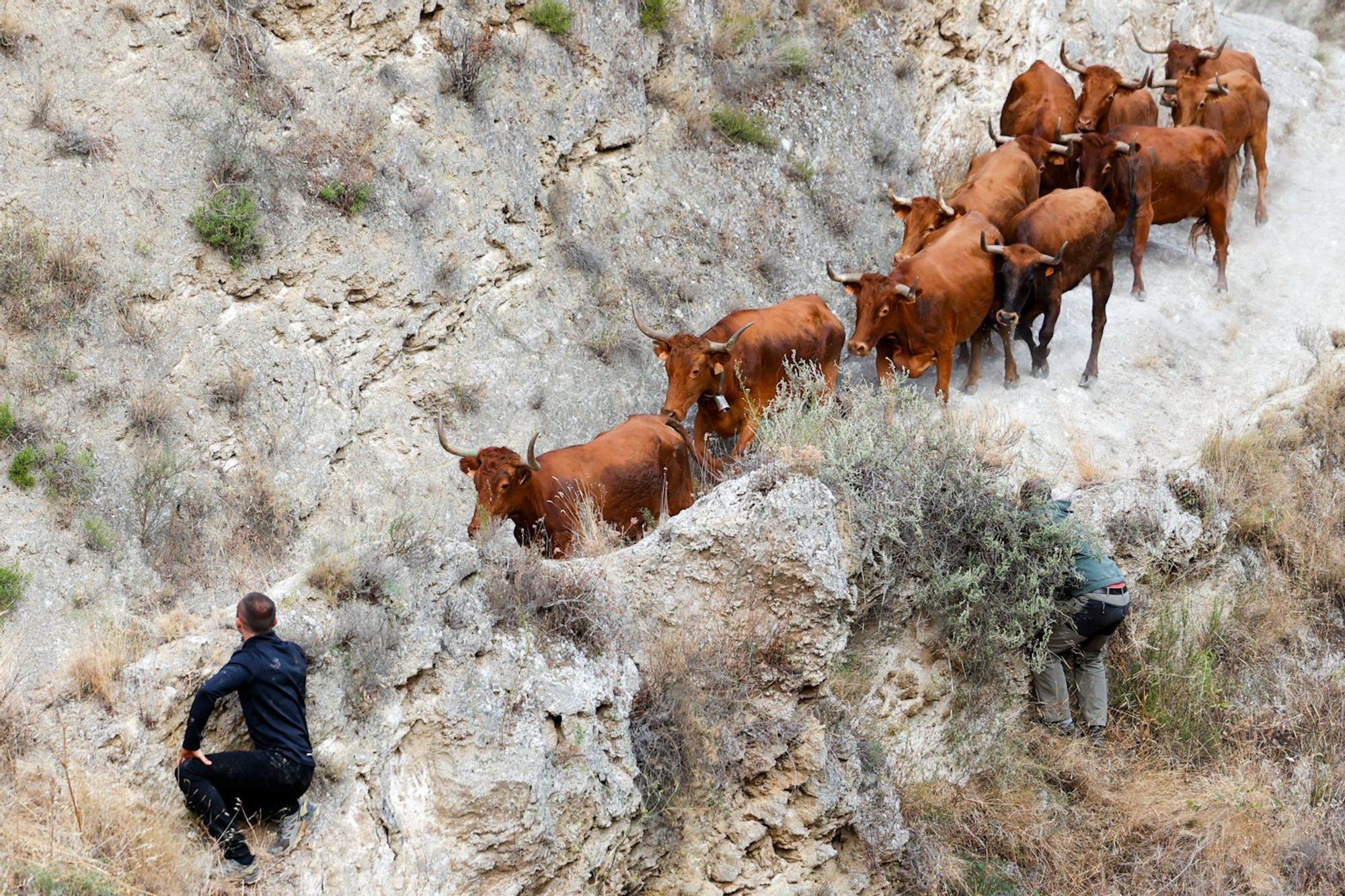 Fotos del cuarto encierro del Pilón de Falces 2025