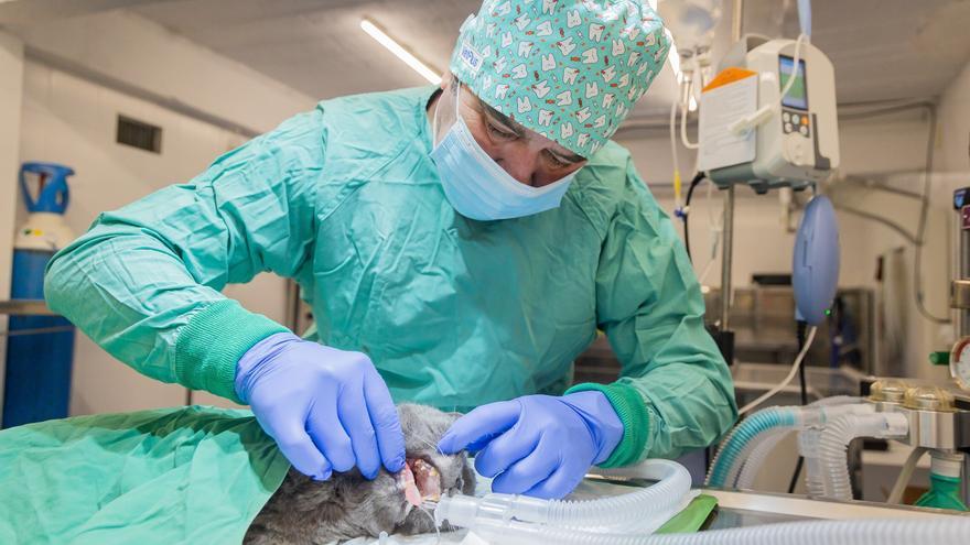 La Ley de Bienestar Animal deja a Gipuzkoa con una sola clínica veterinaria de urgencias