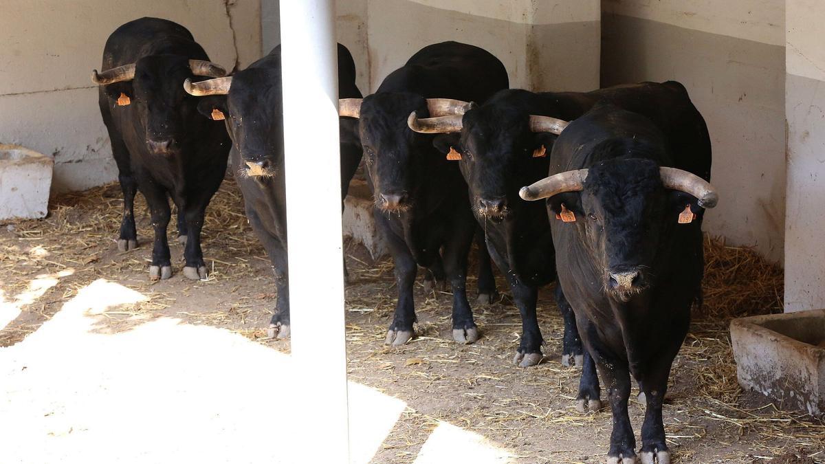 Cinco de los nueve toros enviados por la familia Gutiérrez Lorenzo. Llegaron a la plaza de toros el día 26 de junio.