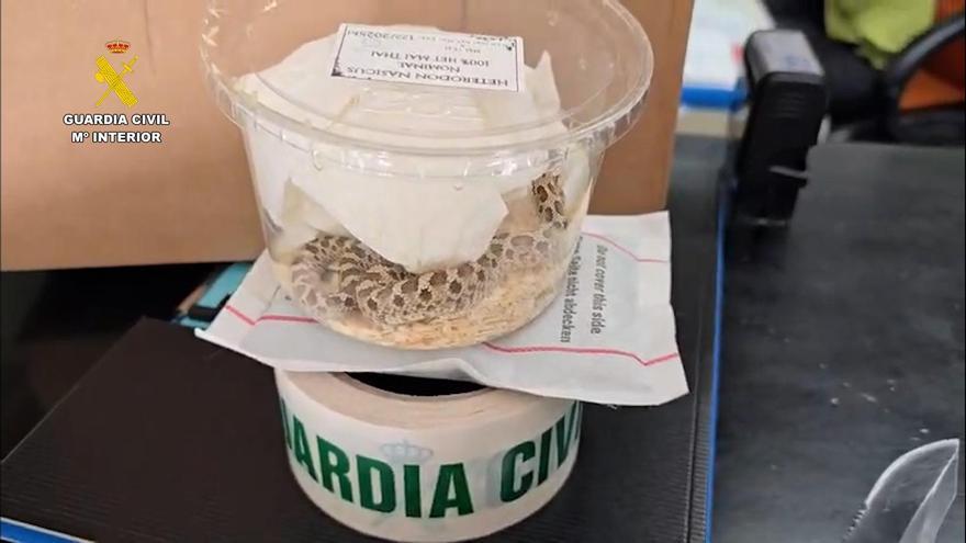 Sorpresa en Navarra: hallan una serpiente viva escondida en un paquete de mensajería