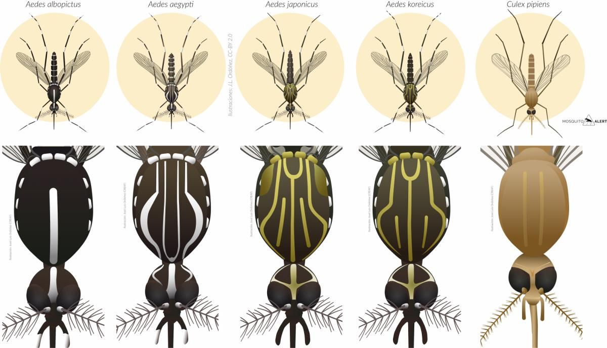 Especies de mosquitos peligrosos presentes en Europa.