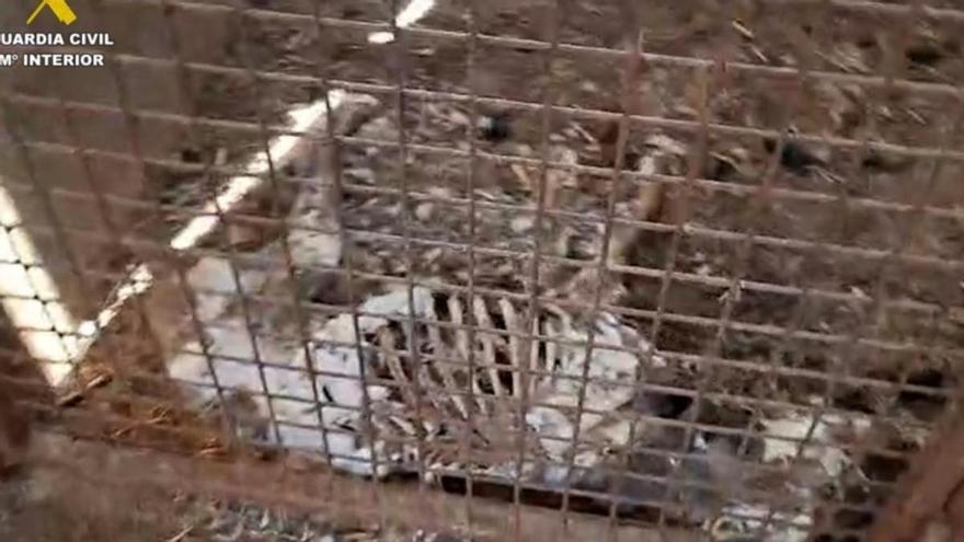 Mueren 32 perros por inanición tras ser abandonados sin agua ni comida en una finca de Badajoz