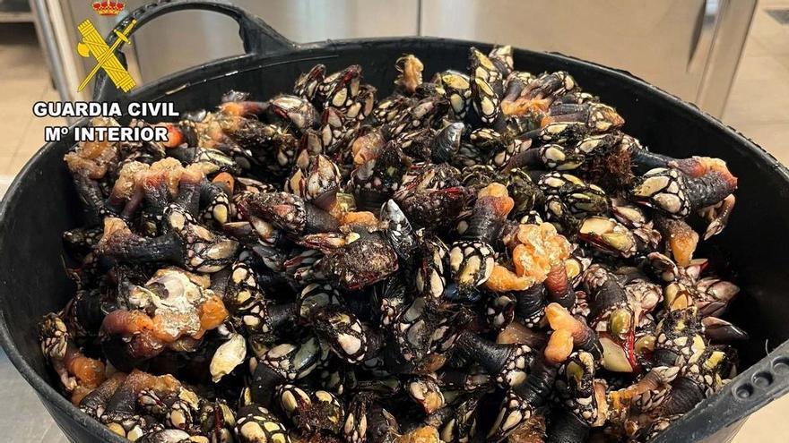 Le paran en un control y descubren que circula sin puntos en el carnet y con 14 kilos de percebes pescados ilegalmente