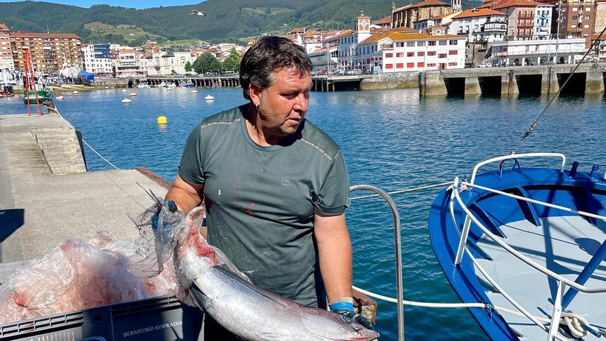 La flota vasca ha capturado más de 7.100 toneladas de bonito