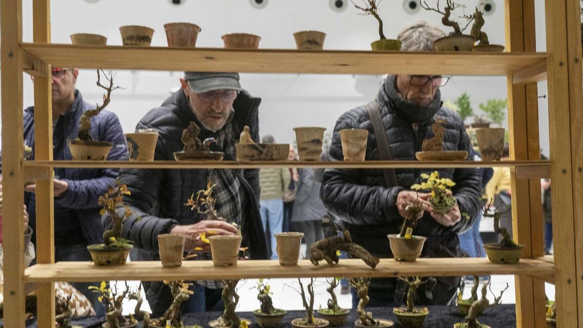 Exposición, concurso y venta de bonsáis en el Europa.