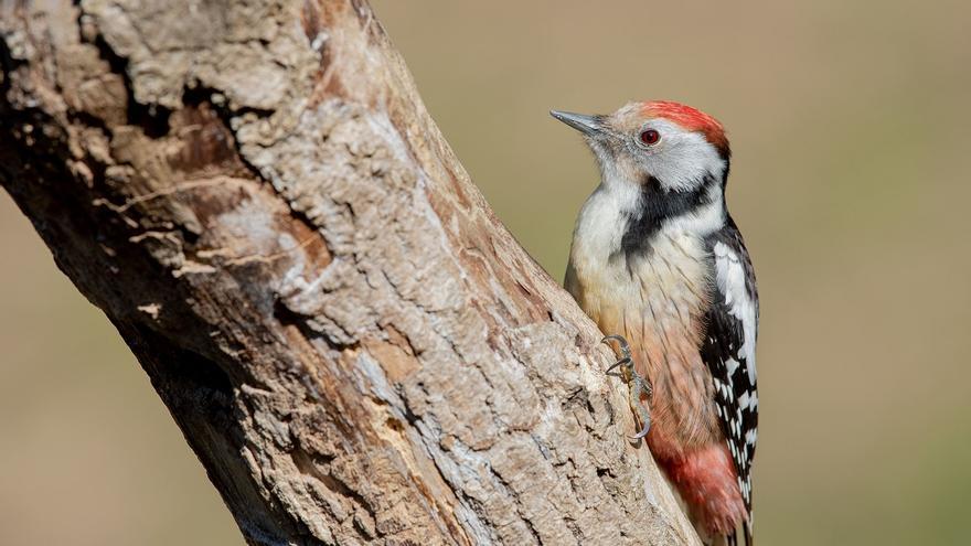 El Parque Natural de Izki celebra el II Festival del Pico Mediano los días 28 y 29 de marzo