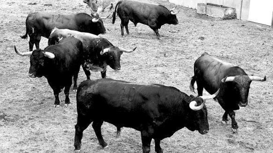 Los Corralillos del Gas abren hoy tras la llegada de los toros de Peñajara y Dolores Aguirre