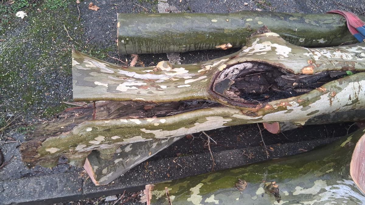 Un tronco a la espera de ser retirado