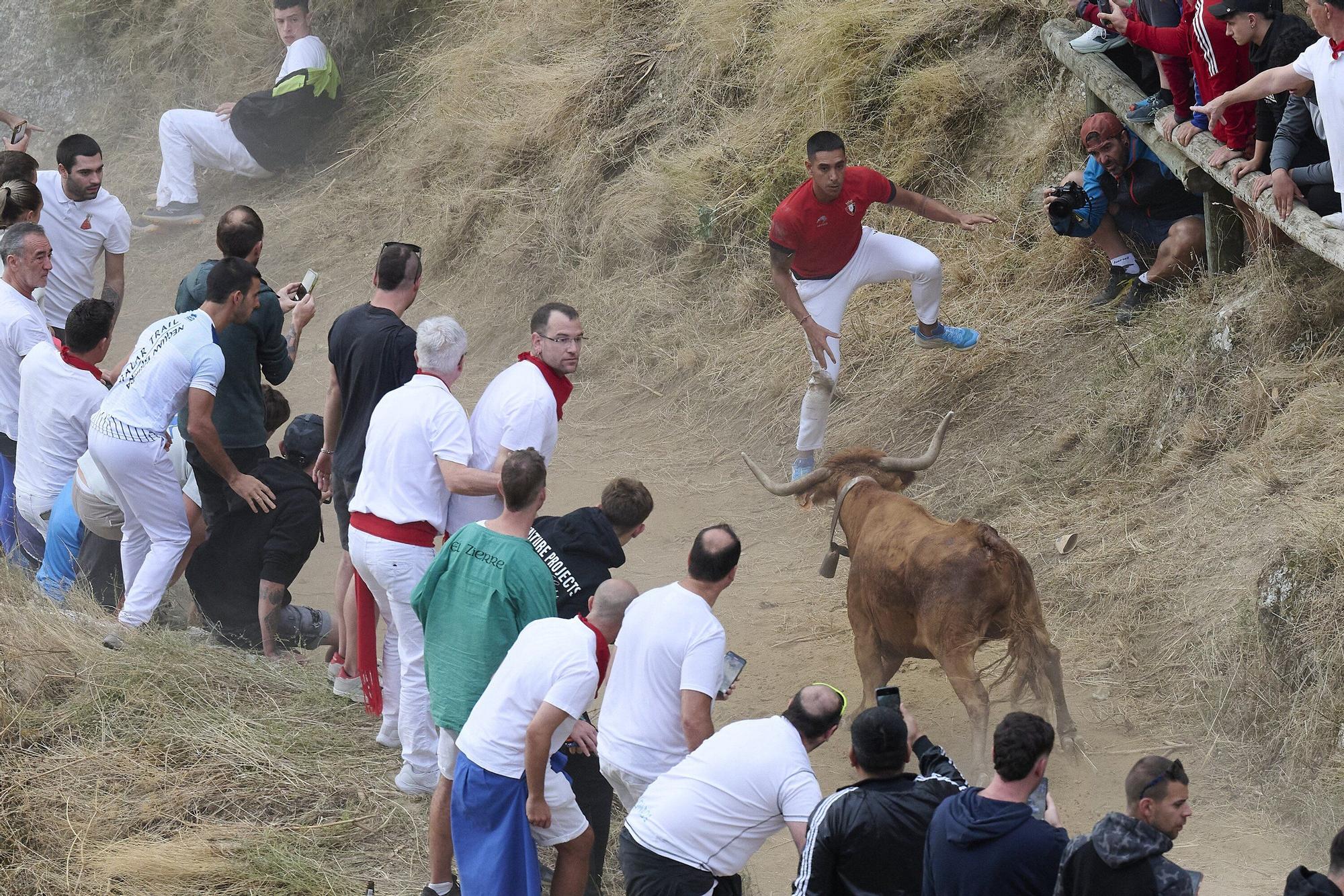 Fotos del sexto encierro del Pilón de Falces 2025, con vacas de Hípica Zahorí