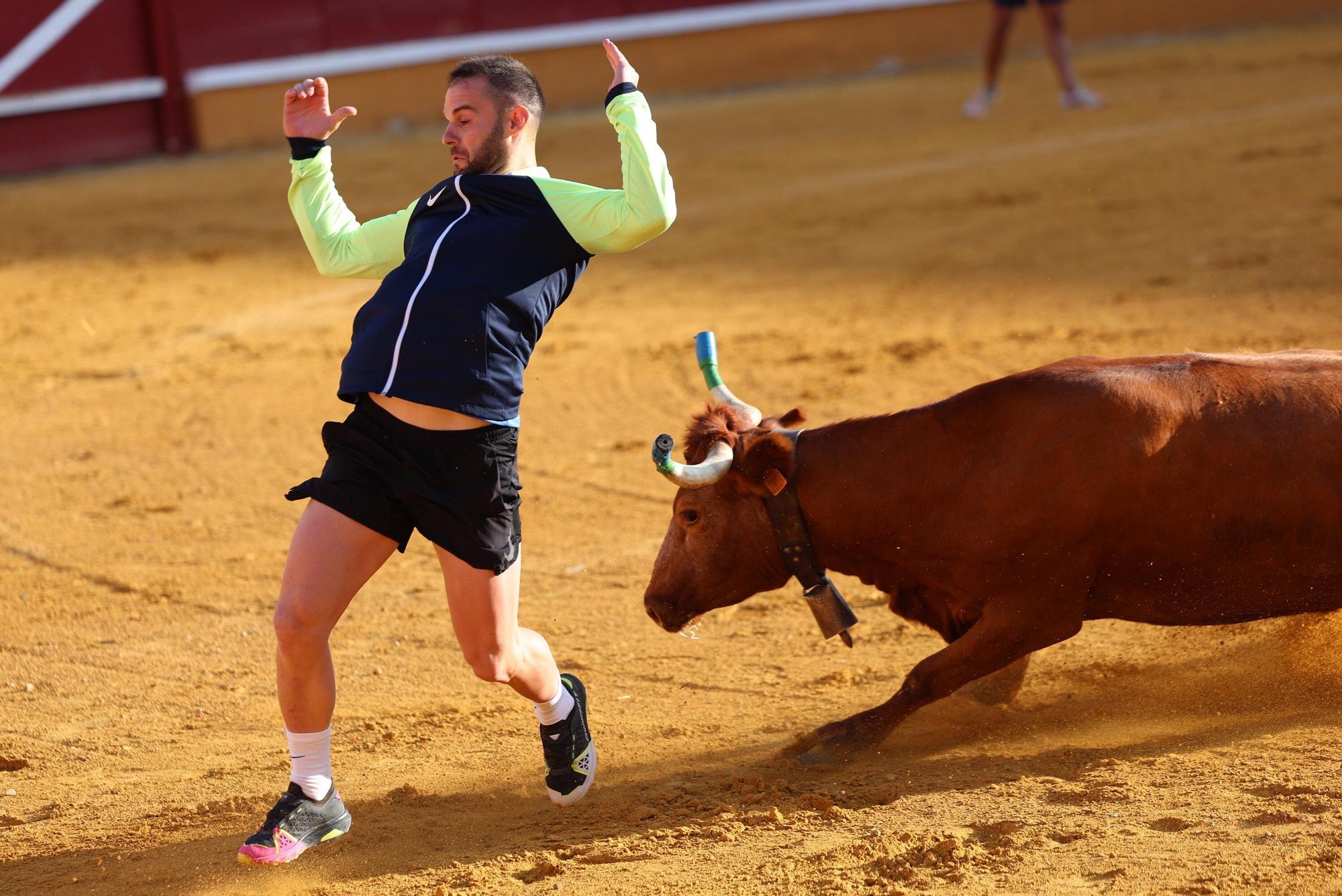 Suelta de vaquillas tras el tercer encierro de Tudela