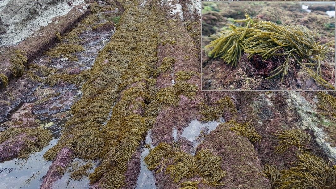 Bifurcaria bifurcaria (alga parda) en Punta Galea.