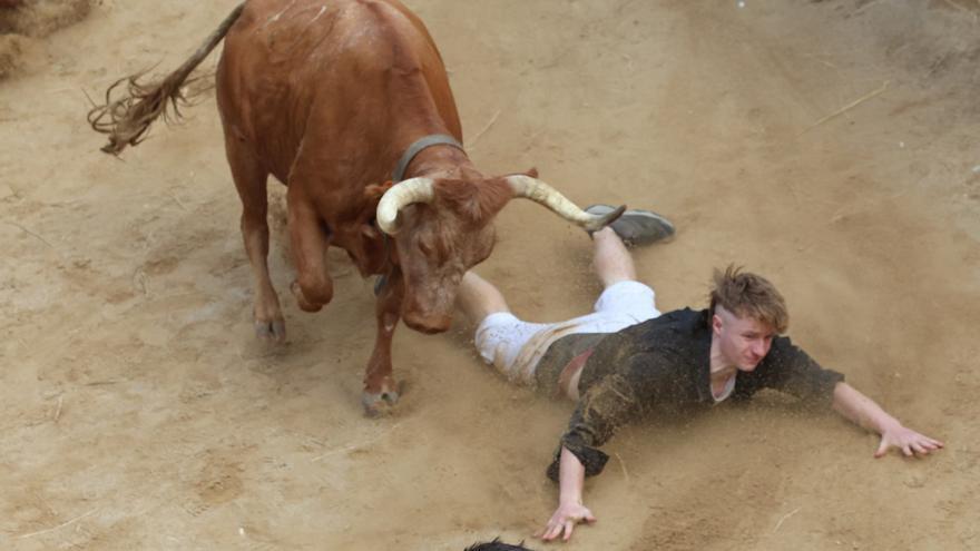Quinto encierro del Pilón de Falces: pericia de Eulogio Mateo para evitar la escapada de las vacas