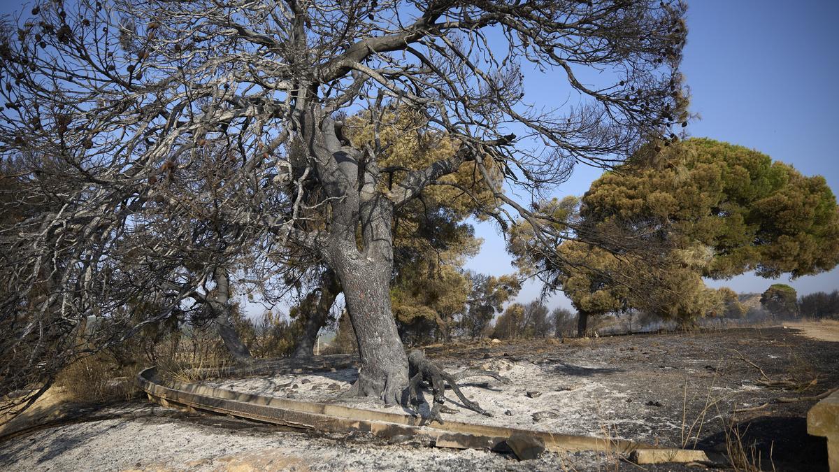 Un árbol calcinado por las llamas en Carcastillo esta semana.