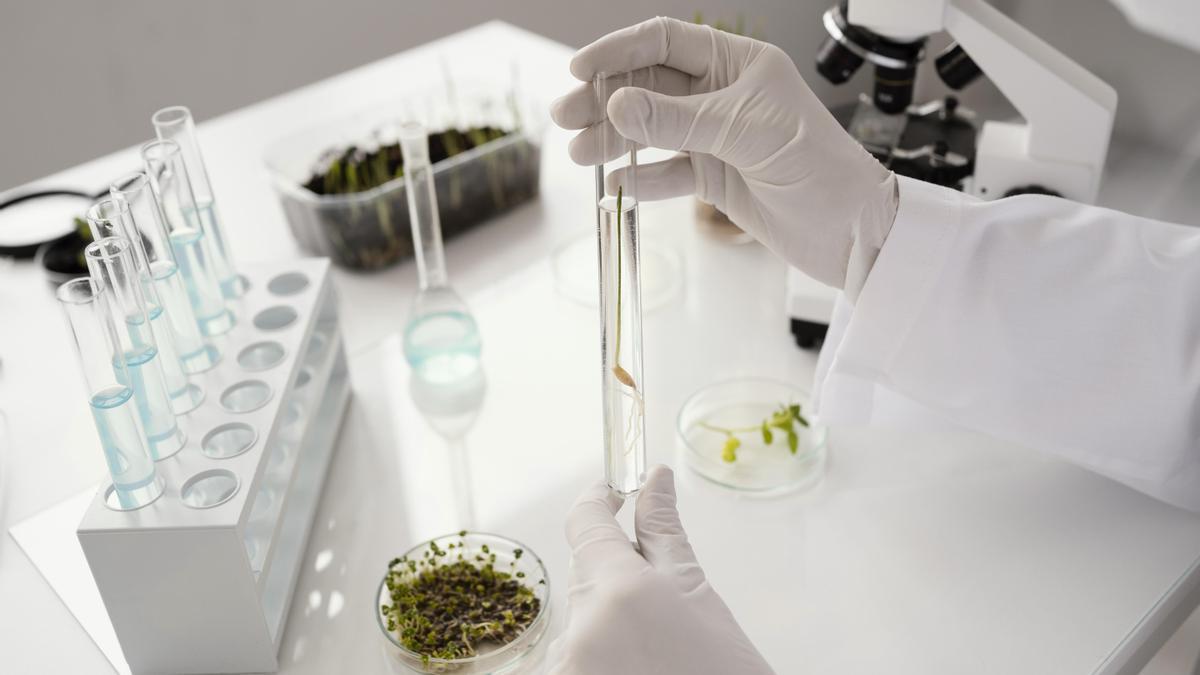 Manipulación de flores de cannabis con fines terapéuticos