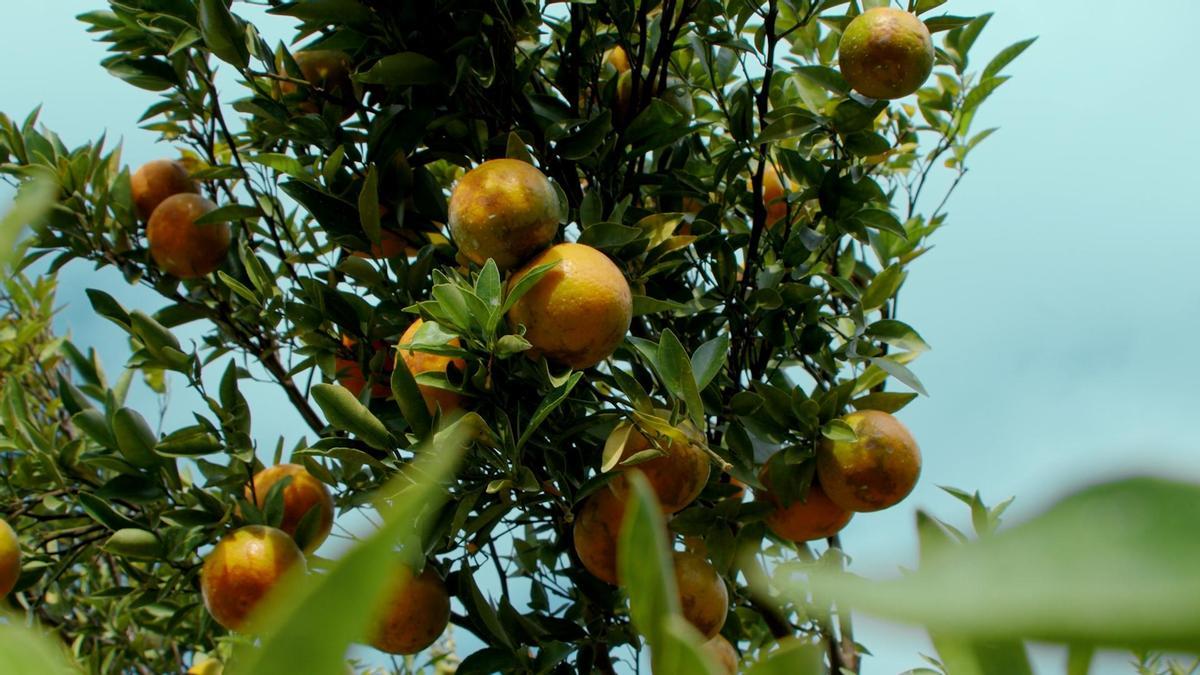 Plantaciones de naranjas de la empresa Las Mejores Naranjas de Valencia.