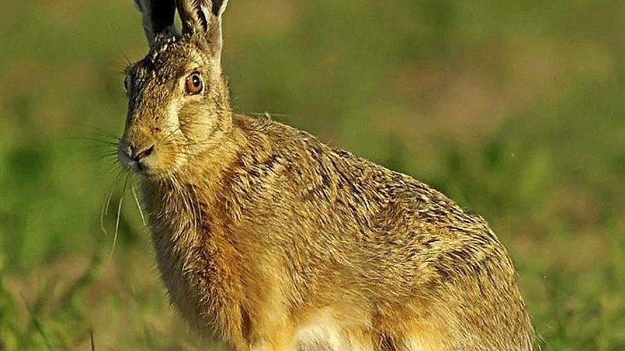 Ejemplar de liebre.