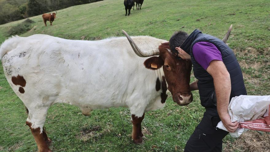 La Diputación firma la orden foral de inicio de la vacunación contra la dermatosis nodular