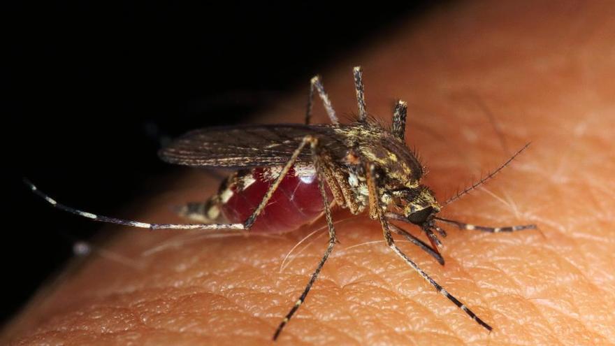 Los mosquitos aprenden a evitar los pesticidas tras una única exposición