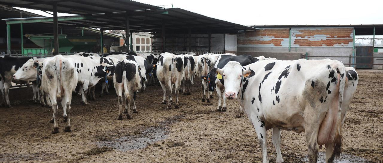 El hueso de la aceituna