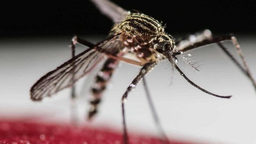 El mosquito Aedes Aegypti, transmisor del virus del zika.