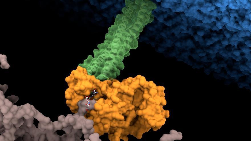 Detectan el punto débil de una de las superbacterias más peligrosas para la salud humana