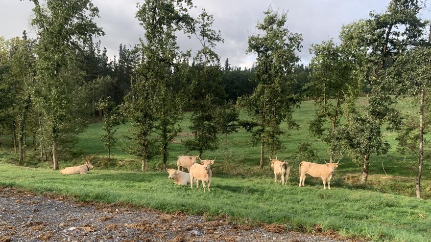 Nace Lursail Nekazaritza Zerbitzuak Koop. S.