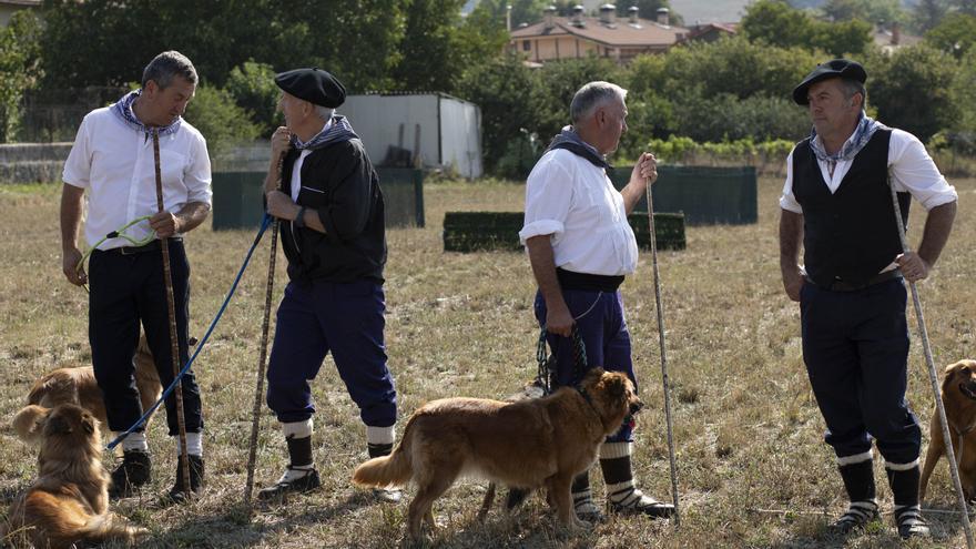 El mejor perro pastor de Álava se llama Lis