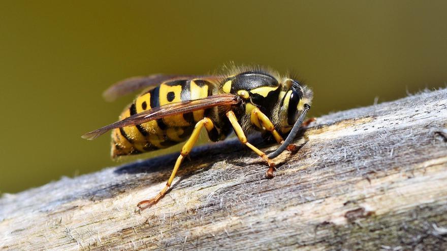 Picaduras de mosquito, araña, avispa o abeja: como identificarlas y qué hacer en cada caso