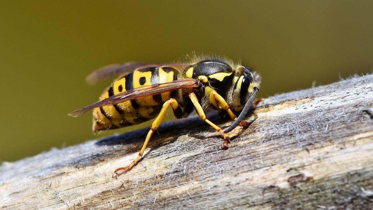 Es posible diferenciar las picaduras de abejas, avispas, mosquitos u hormigas.