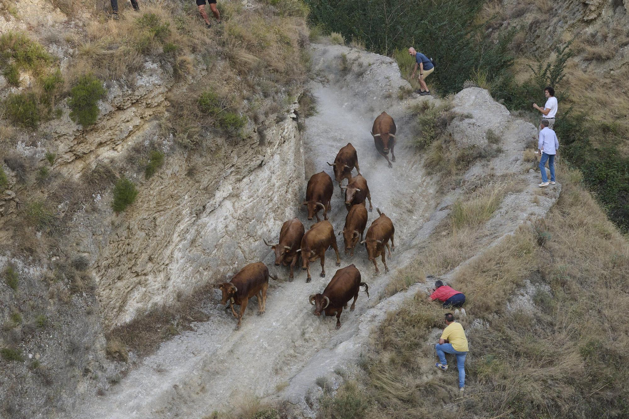 Fotos del primen encierro del Pilón en Falces 2025