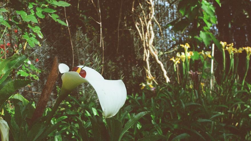 Un cerezo de fotogramas, poesía y cine florece este agosto en Pamplona