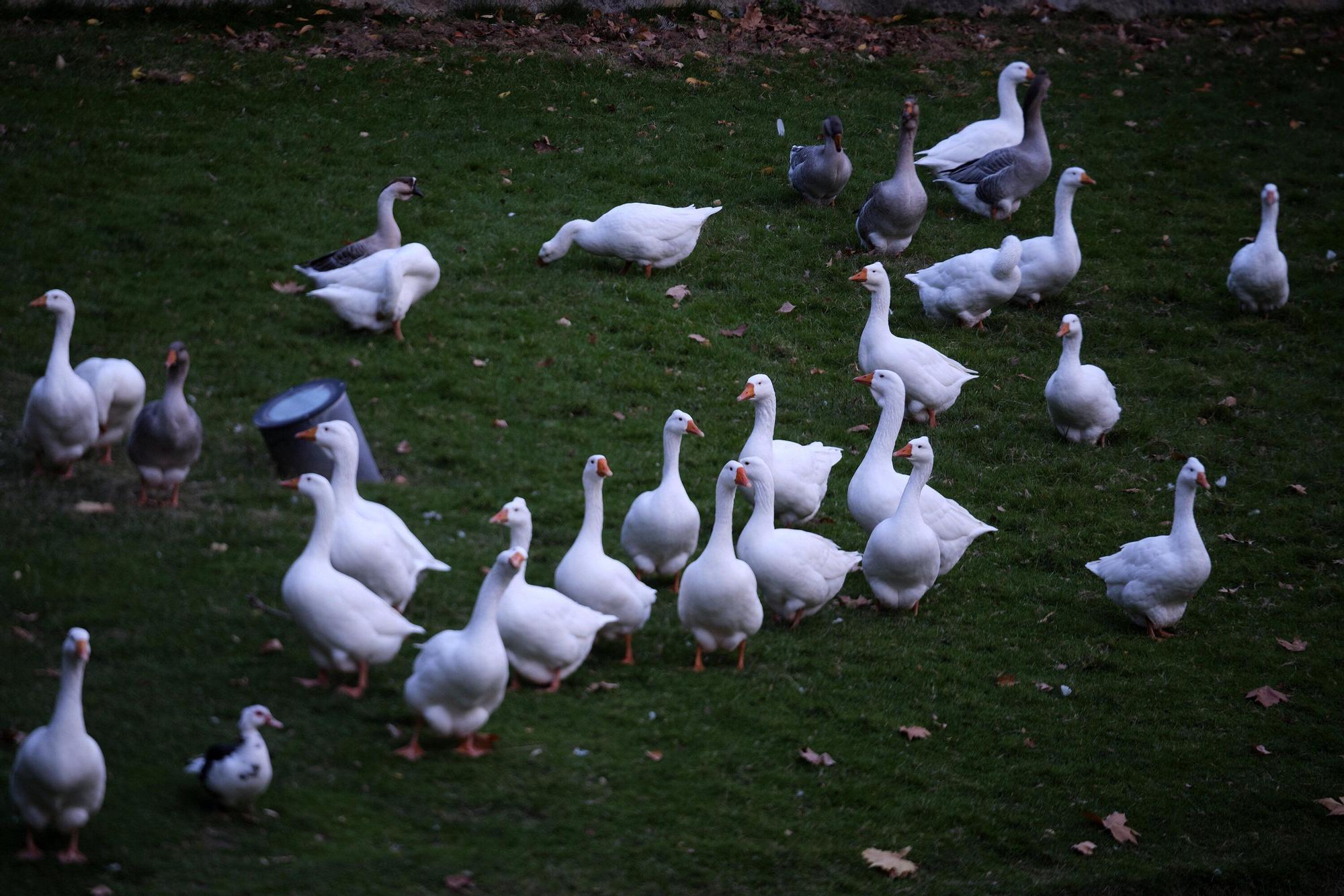 EN FOTOS | Estas son las jaulas que prepara el Ayuntamiento para confinar todas las aves de la Taconera
