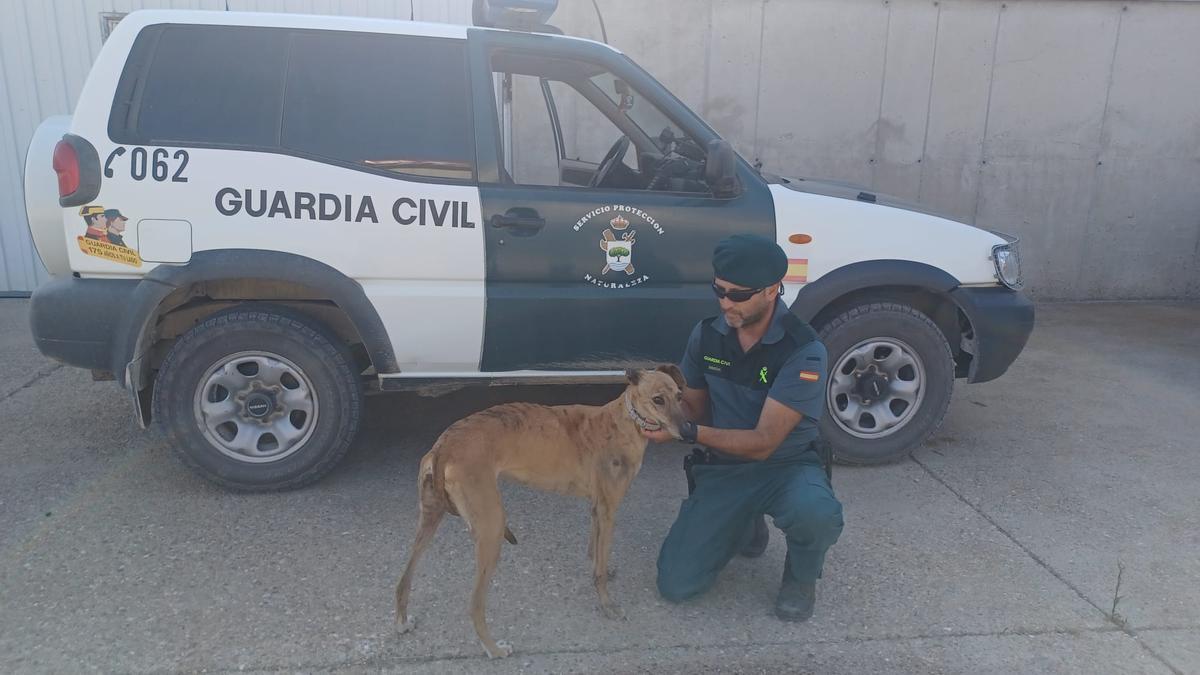 Estado en el que se encuentra actualmente la perra.