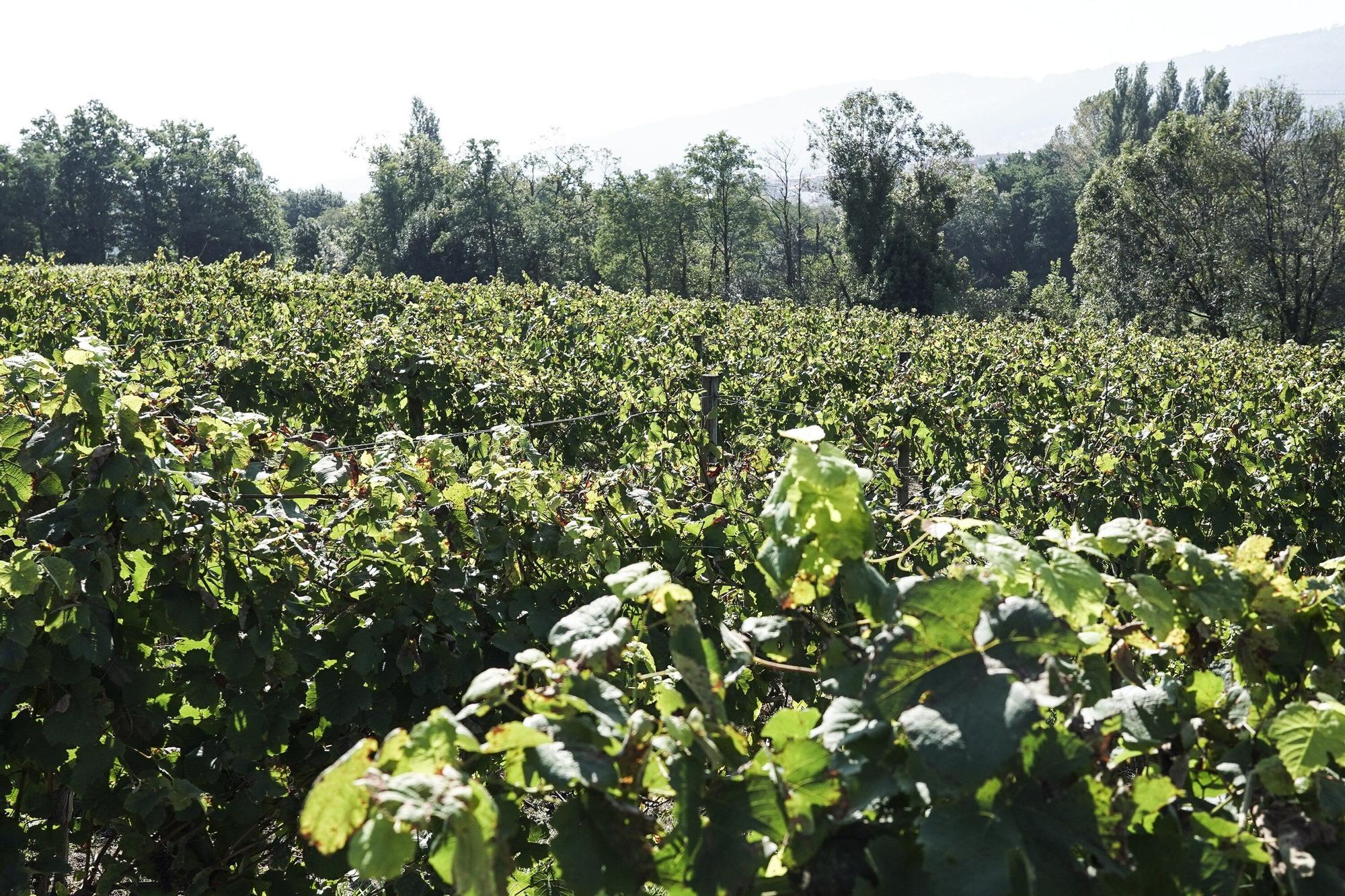 Las bodegas de Bizkaia afrontan una vendimia abierta a la esperanza