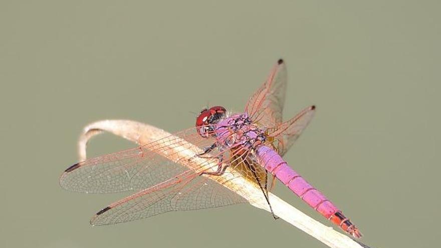 Vitoria estudia sus libélulas y caballitos del diablo