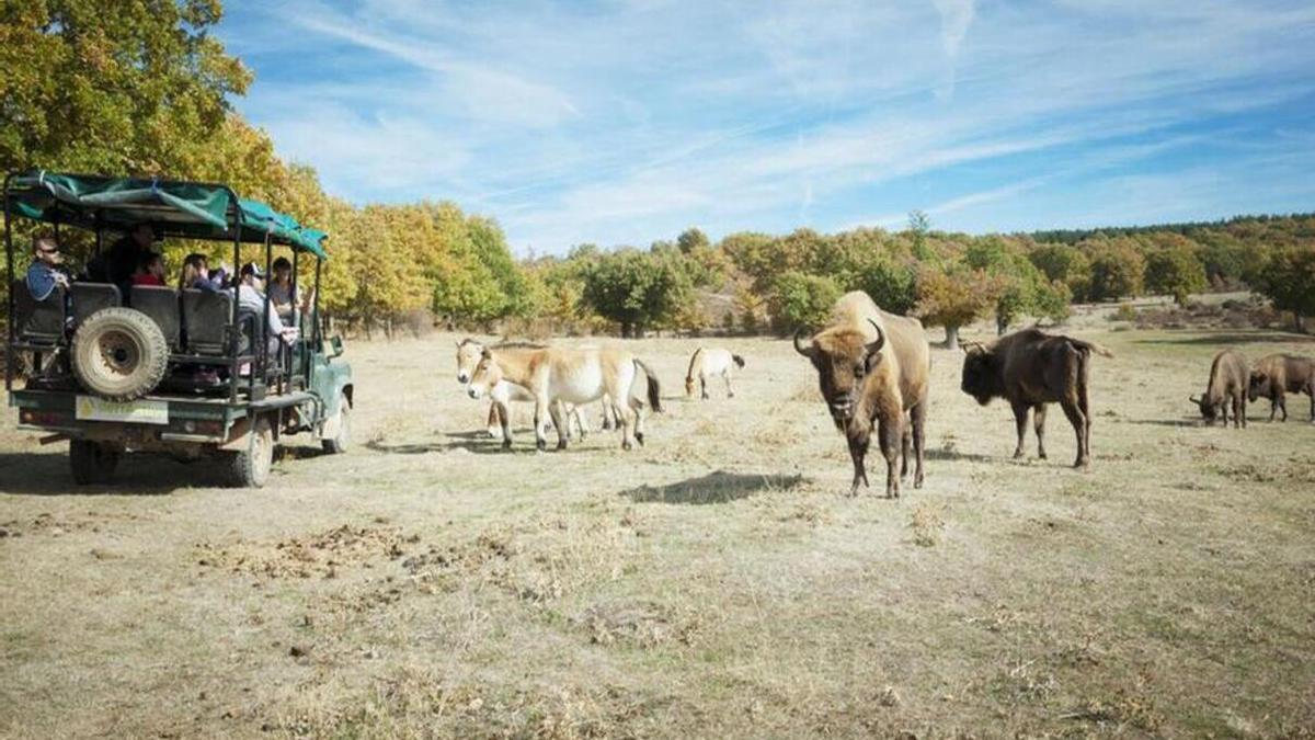 El acercamiento a los bisontes europeos y al resto de los animales se hace en vehículos todoterreno