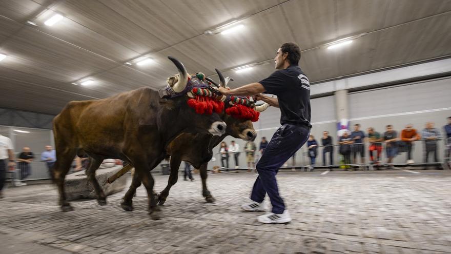 Isidro Erretegia se lleva el Campeonato San Bartolomé de bueyes &#039;kintopeko&#039; de Elgoibar