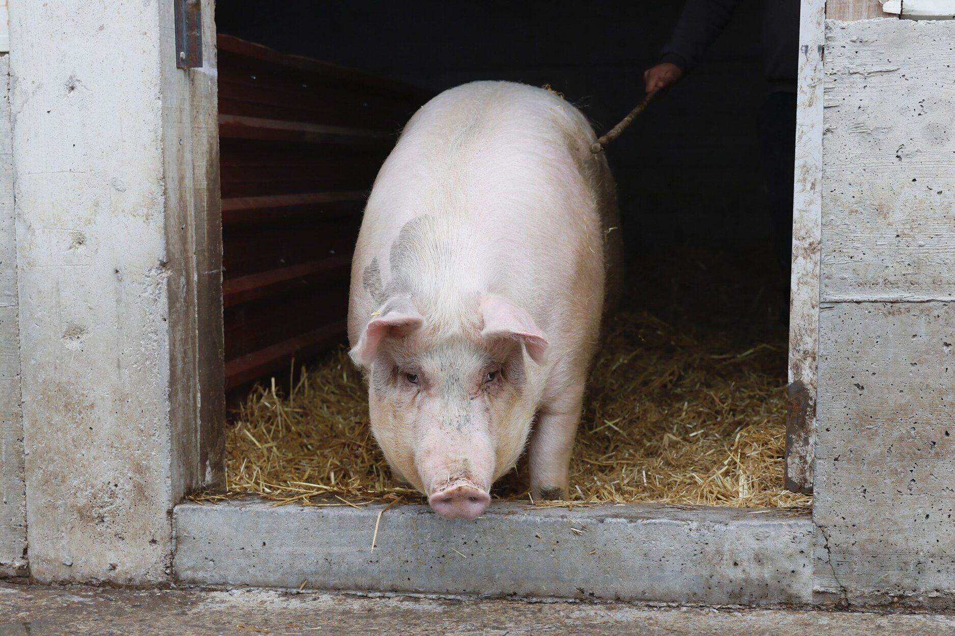 Poxpolin, la cerda de Santo Tomas 2025