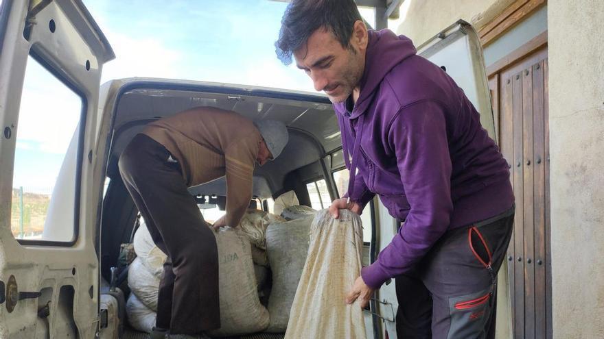 La oliva sobrevive a la sequía en Arróniz