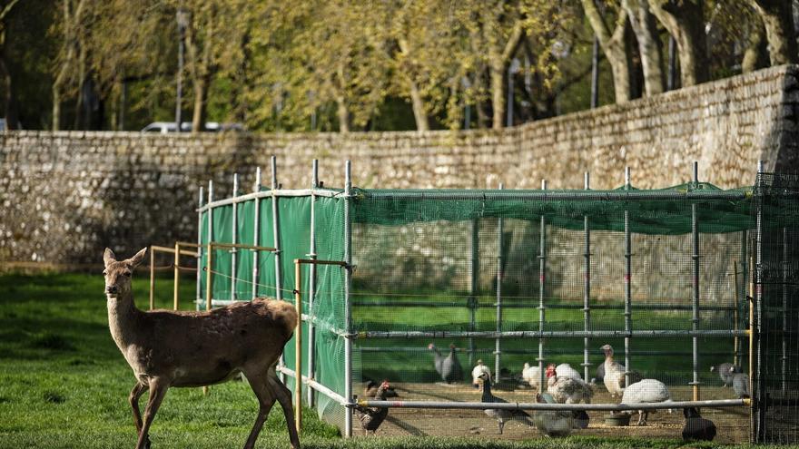 La ‘Rebelión en la granja’ de la Taconera
