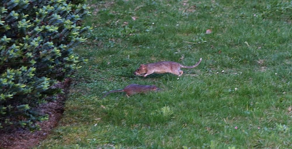 Ratas en la rotonda de los Inteligentes