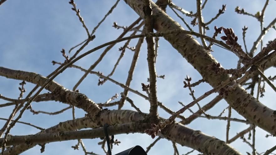 Abanto pone 57 trampas para luchar contra la avispa asiática