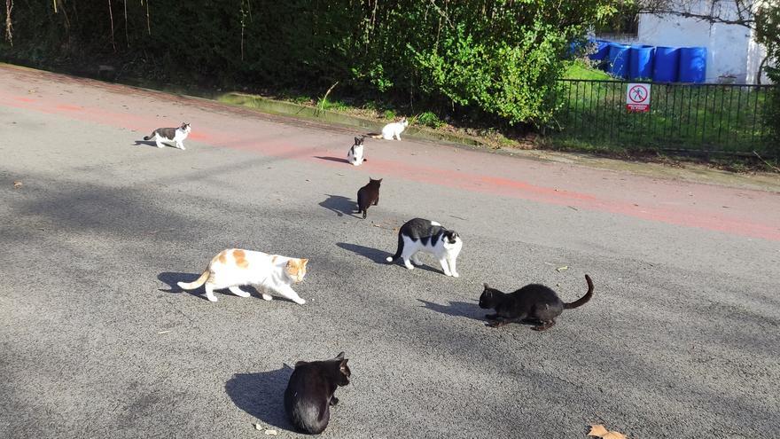 Alertan sobre el exterminio de una colonia felina en Zalla