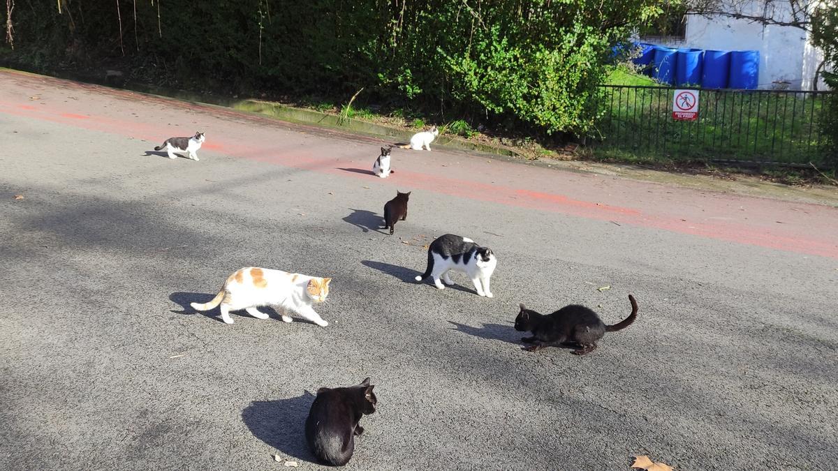 Gatos de la colonia de La Herrera.