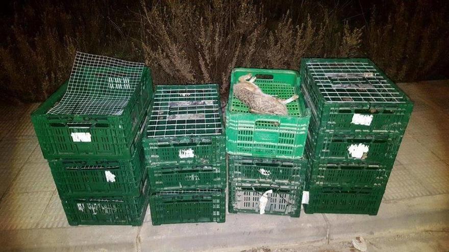 La liebre muerta y las cajas de transporte.