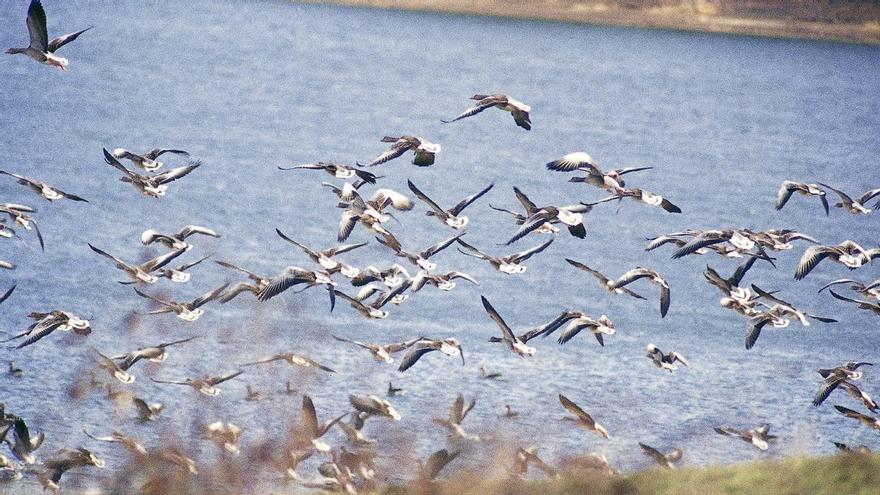 Detectan casos de gripe aviar en aves en dos municipios de Bizkaia