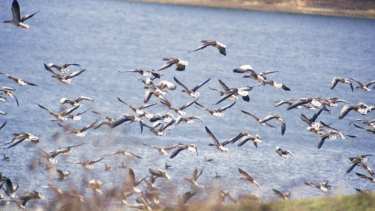Imagen de archivo de aves