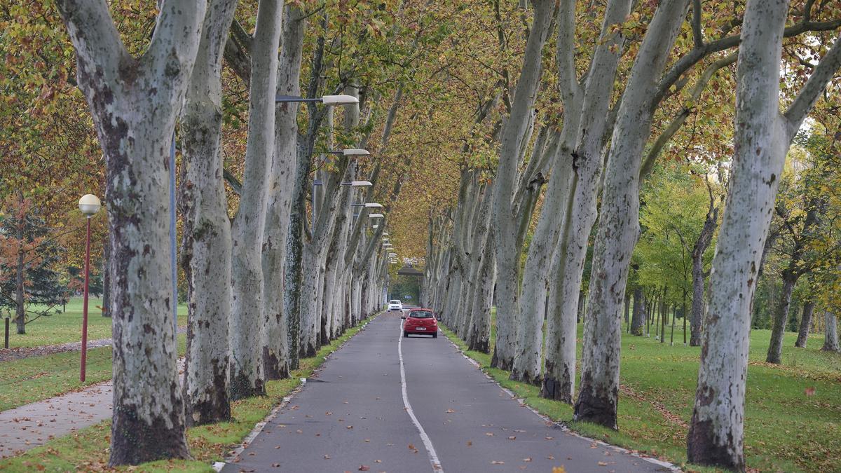 Árboles situados cerca de la orilla del río Sadar, en la carretera de la Universidad de Navarra (UN).