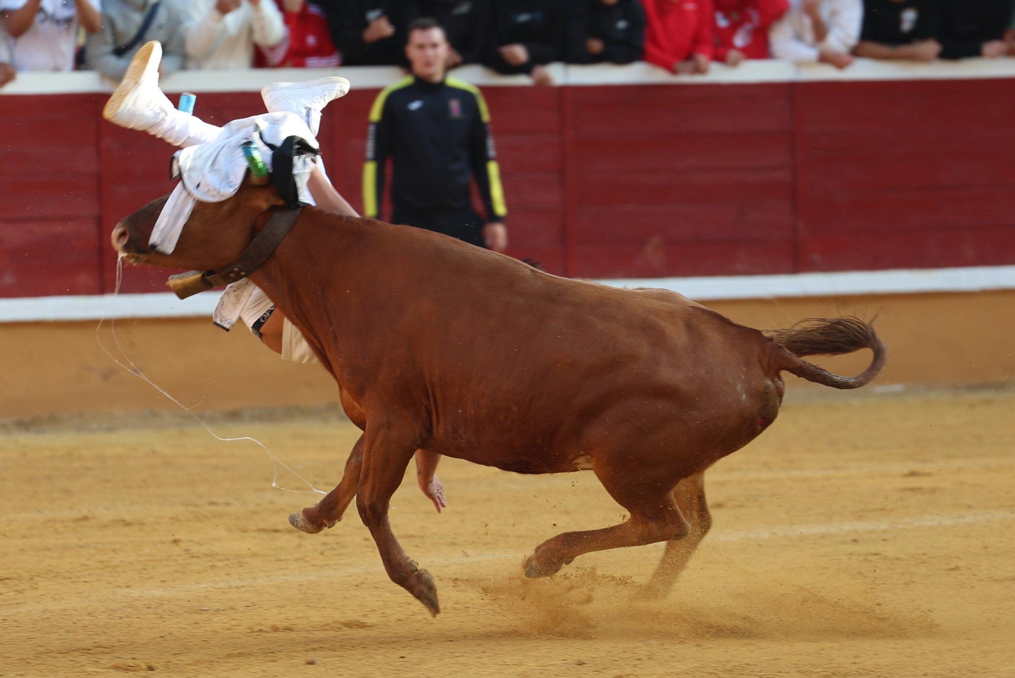 Suelta de vaquillas tras el tercer encierro de Tudela